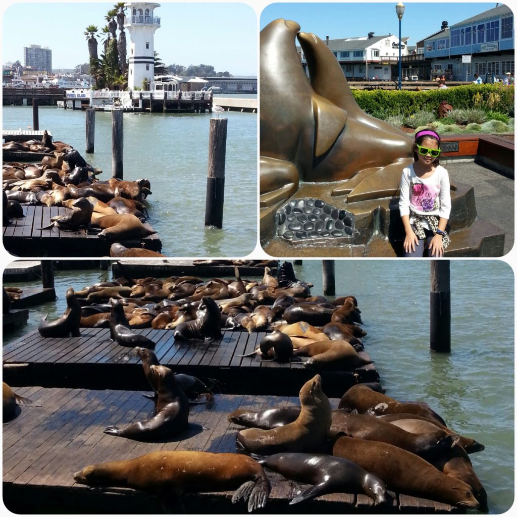 Pier 39-Deniz Aslanları/Sea Lions